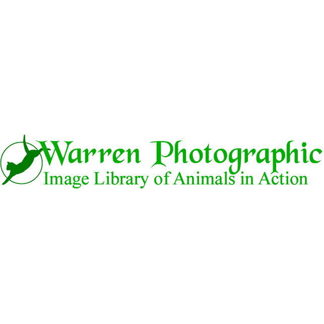 Warren Photographic